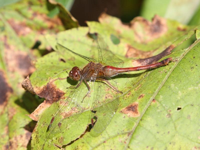 Photo of Autumn Meadowhawk