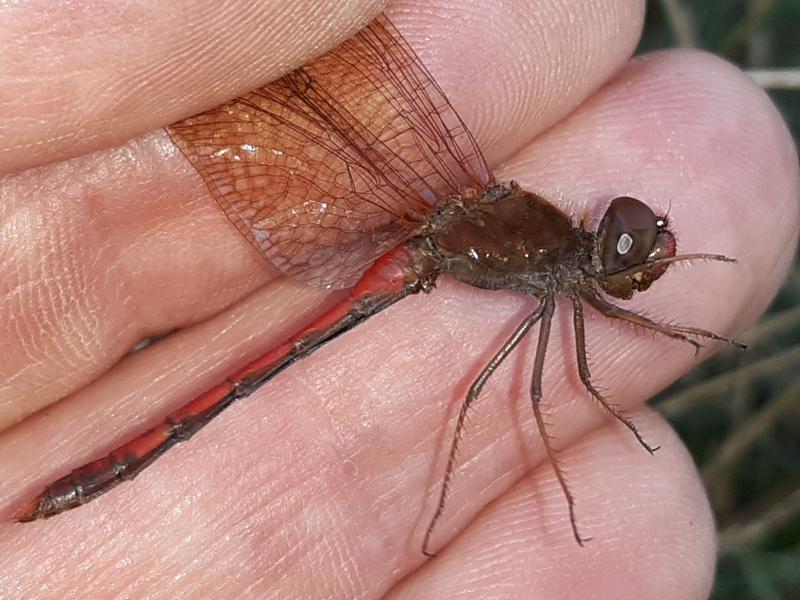 Photo of Autumn Meadowhawk