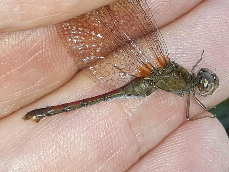 Photo of Autumn Meadowhawk