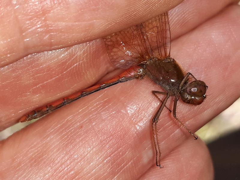 Photo of Autumn Meadowhawk