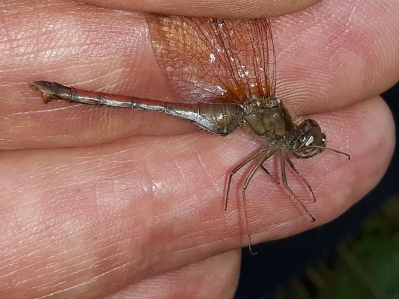 Photo of Autumn Meadowhawk