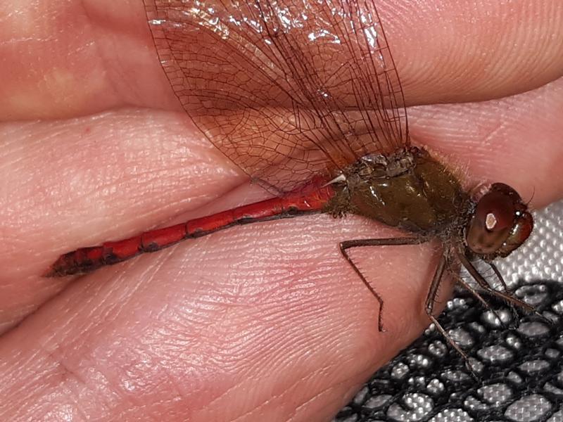 Photo of Autumn Meadowhawk