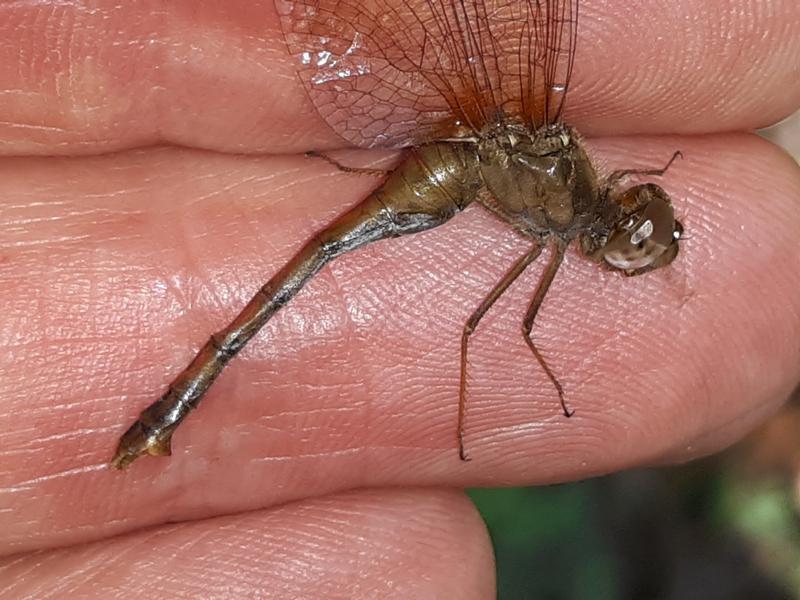 Photo of Autumn Meadowhawk