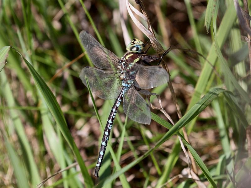 Photo of Lance-tipped Darner