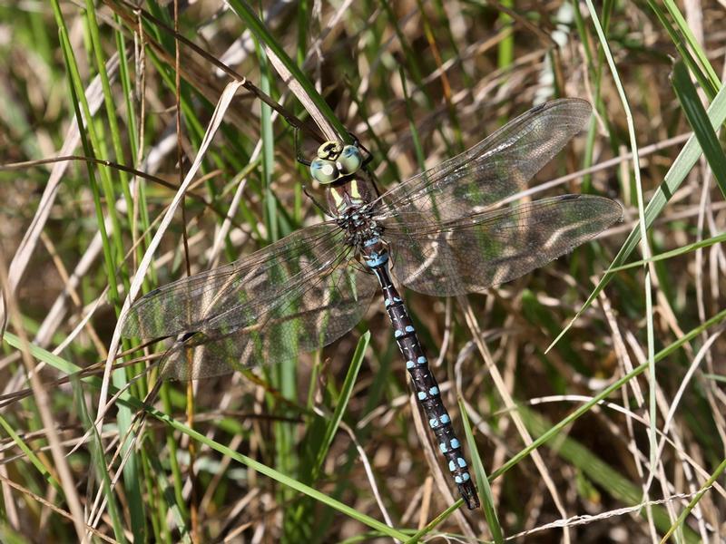 Photo of Lance-tipped Darner