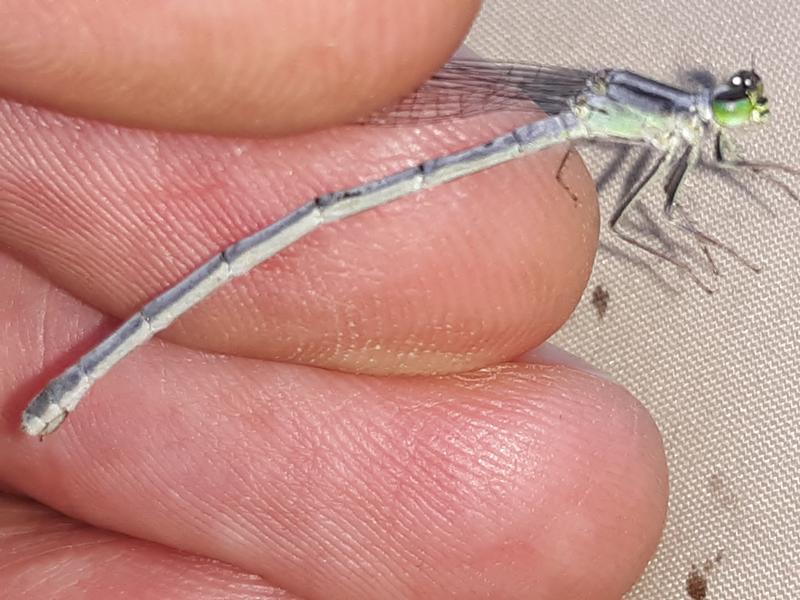 Photo of Eastern Forktail