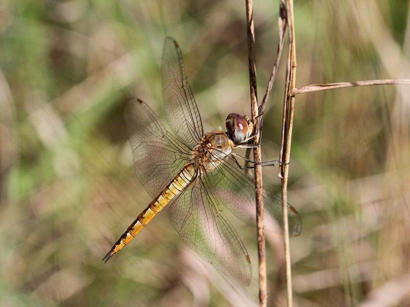 Photo of Wandering Glider