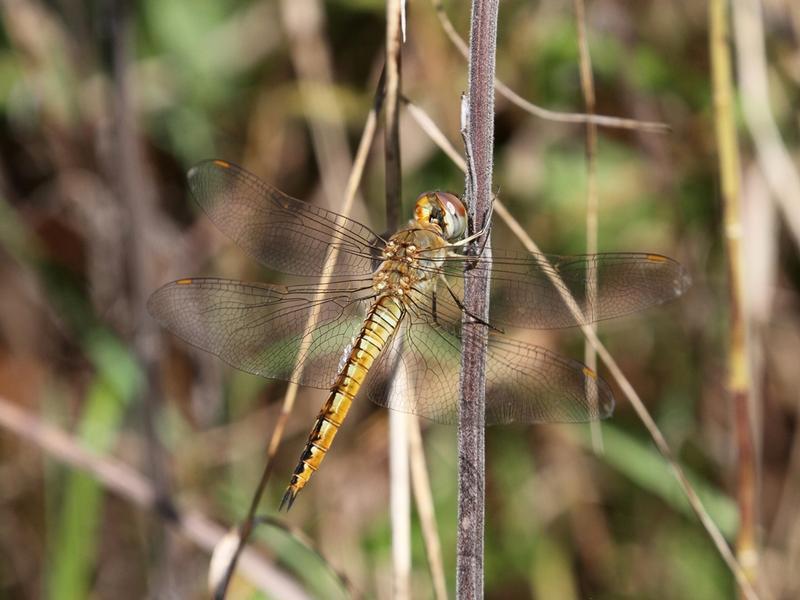 Photo of Wandering Glider