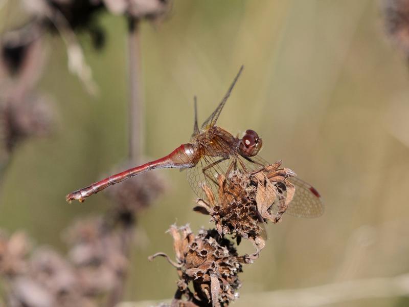 Photo of Autumn Meadowhawk