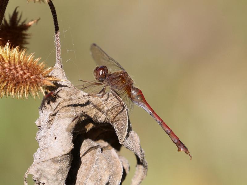 Photo of Autumn Meadowhawk