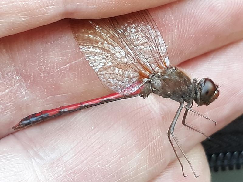 Photo of Autumn Meadowhawk