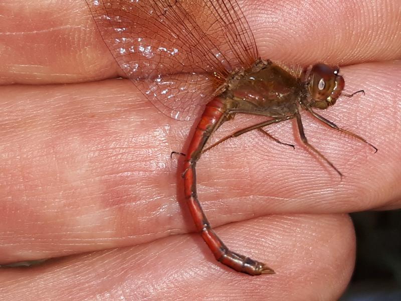 Photo of Autumn Meadowhawk