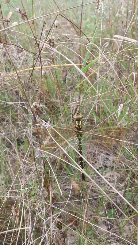 Photo of Lance-tipped Darner