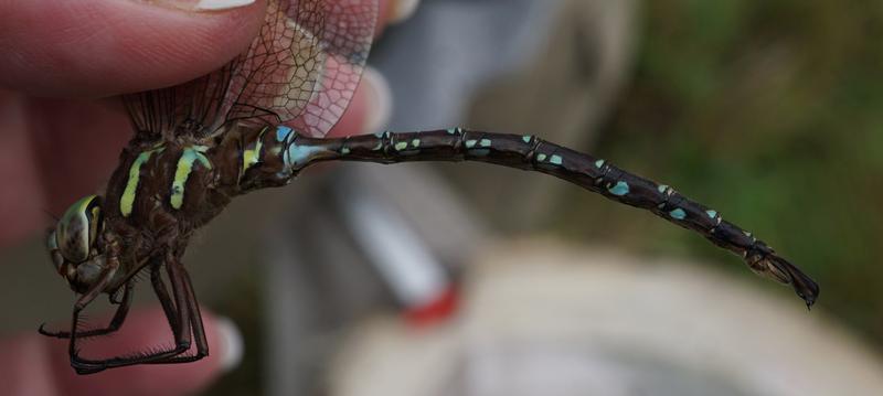 Photo of Shadow Darner