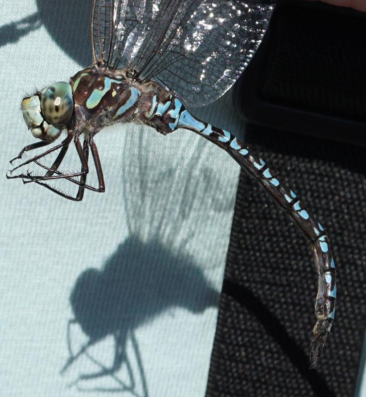 Photo of Canada Darner