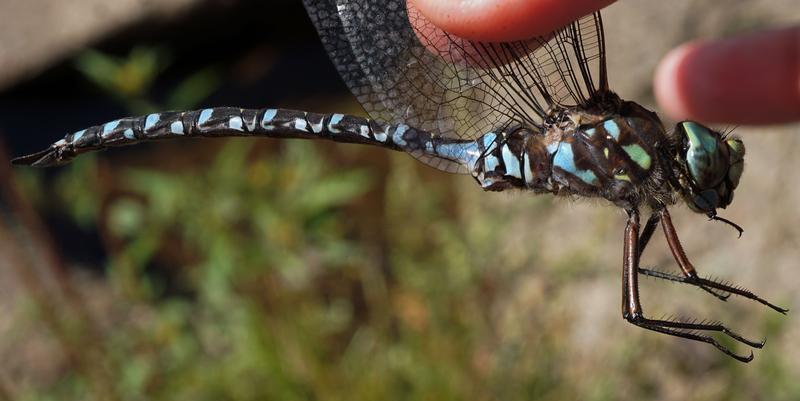 Photo of Lake Darner