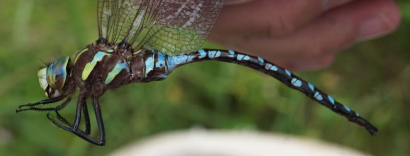 Photo of Lance-tipped Darner