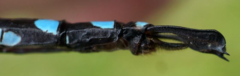 Photo of Lance-tipped Darner