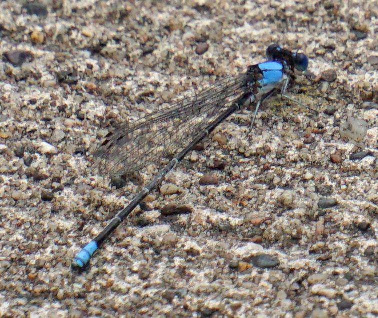 Photo of Blue-fronted Dancer