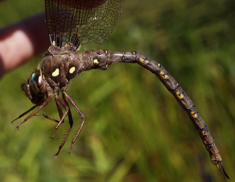 Photo of Fawn Darner