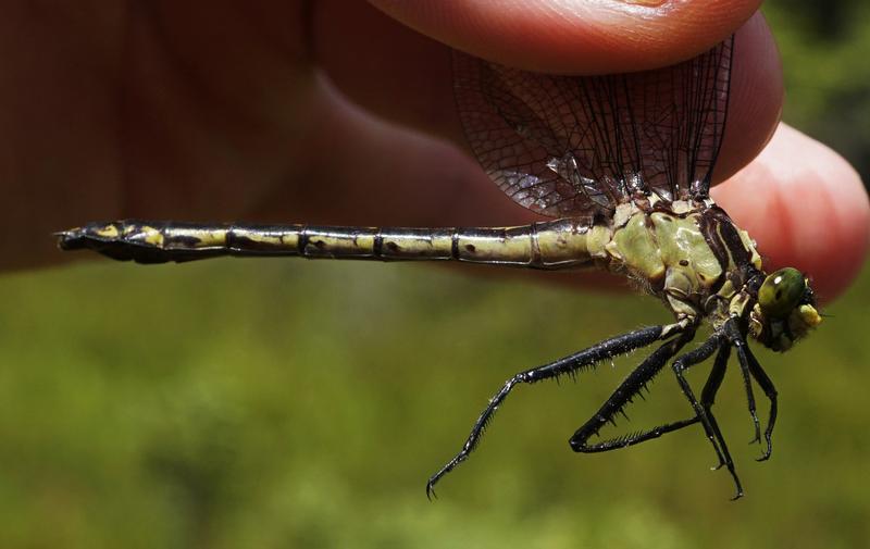 Photo of Black-shouldered Spinyleg