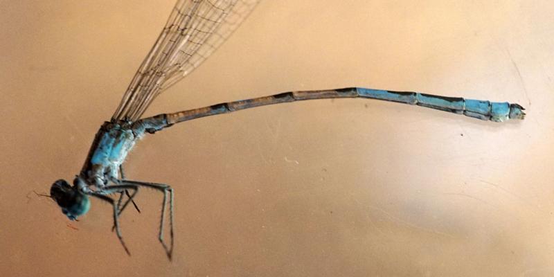 Photo of Hagen's Bluet