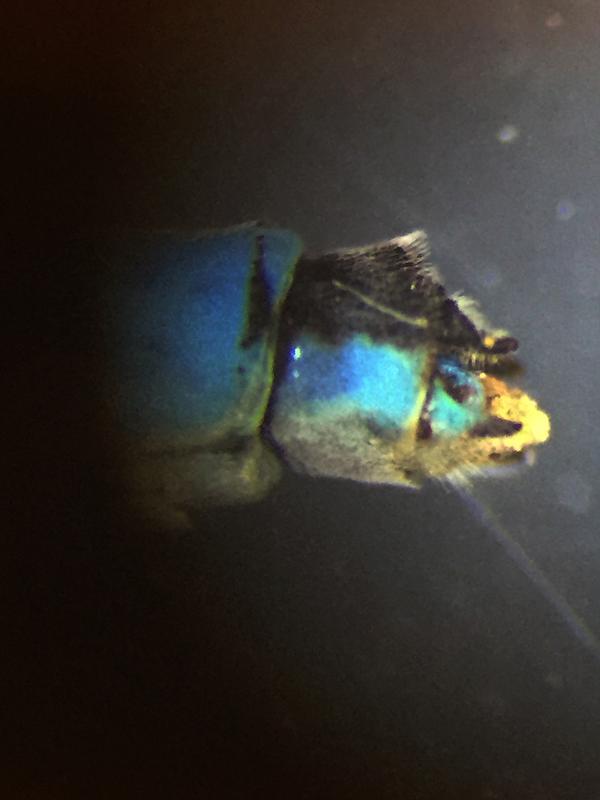 Photo of Hagen's Bluet