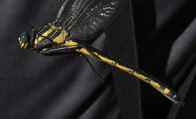 Photo of Dragonhunter