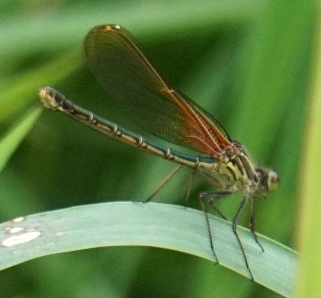 Photo of American Rubyspot