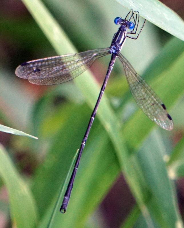 Photo of Slender Spreadwing