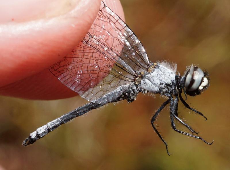 Photo of Elfin Skimmer