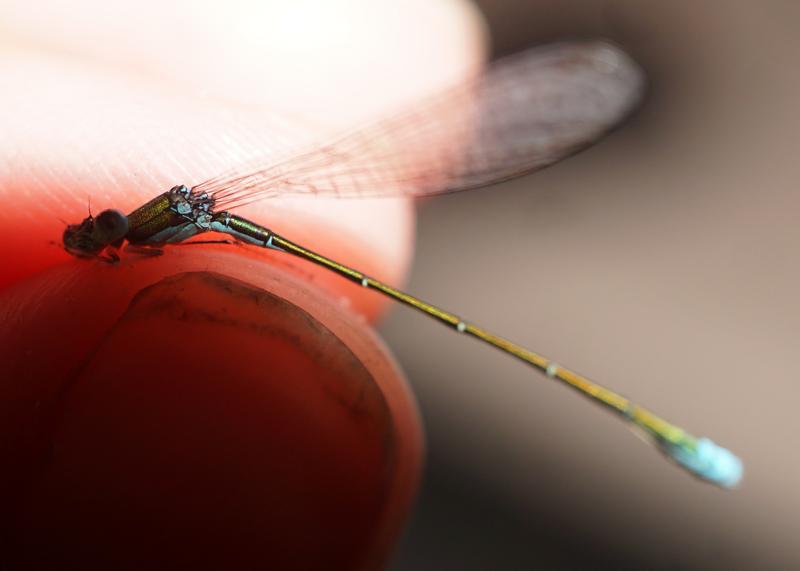 Photo of Sedge Sprite