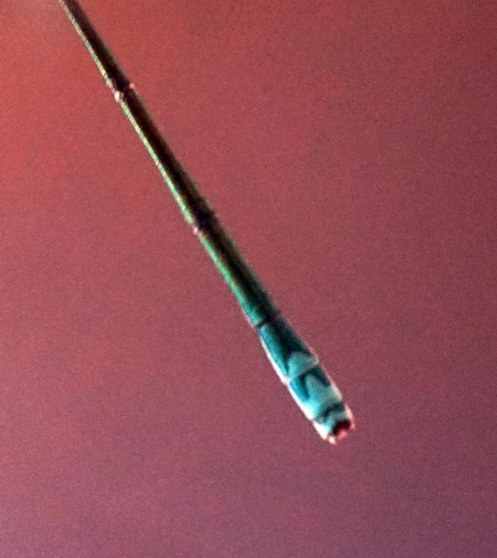 Photo of Sedge Sprite