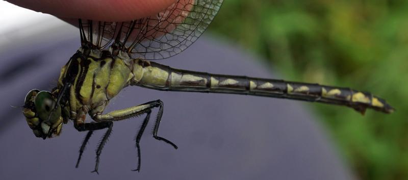 Photo of Riverine Clubtail