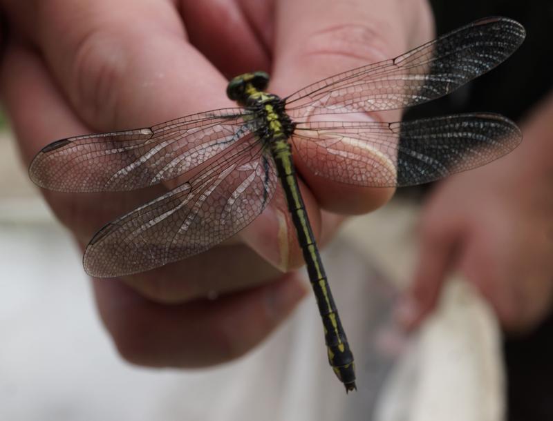 Photo of Riverine Clubtail