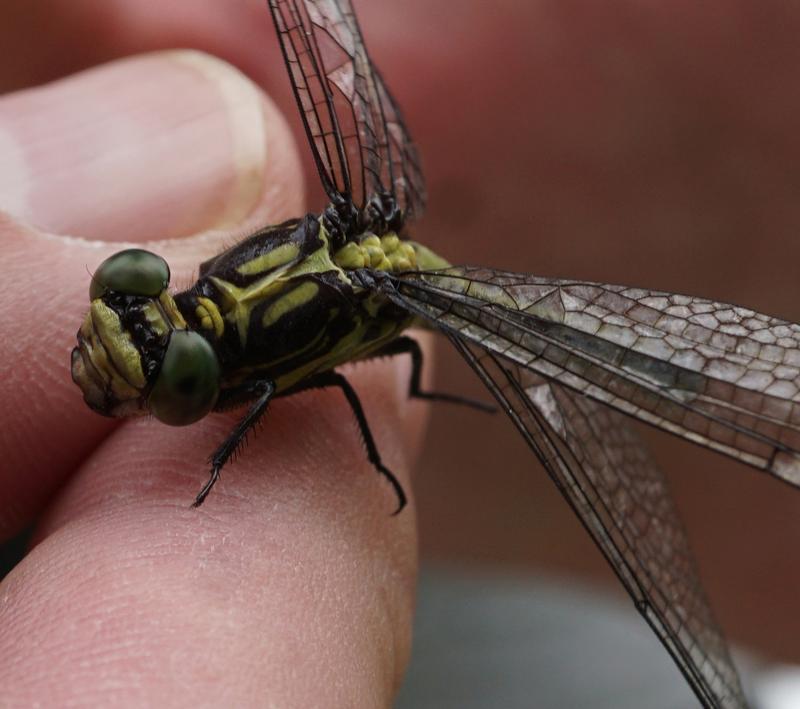 Photo of Riverine Clubtail