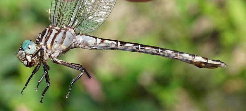 Photo of Elusive Clubtail