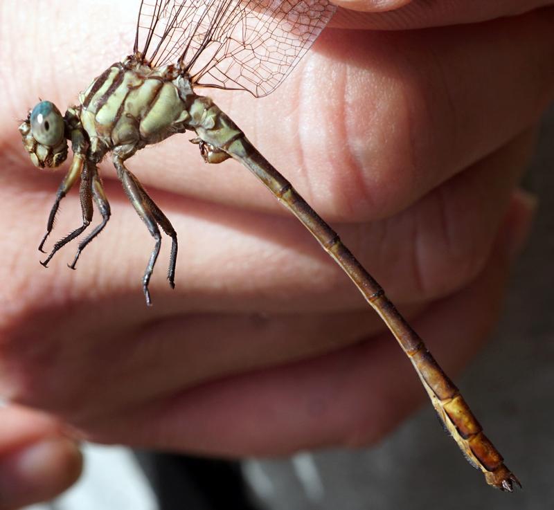 Photo of Russet-tipped Clubtail