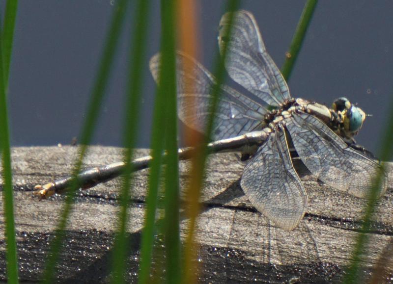 Photo of Lilypad Clubtail
