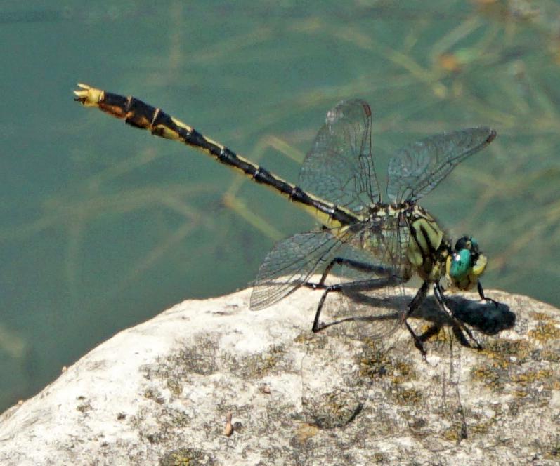 Photo of Unicorn Clubtail