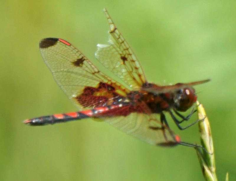 Photo of Calico Pennant