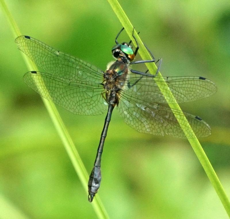 Photo of Racket-tailed Emerald