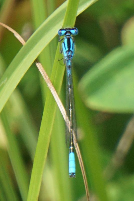 Photo of Azure Bluet