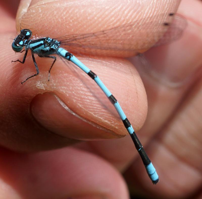 Photo of Hagen's Bluet