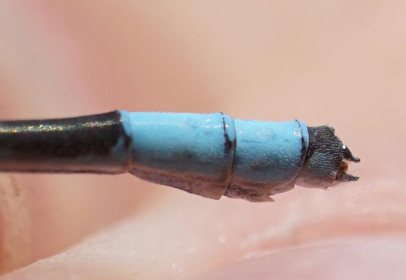 Photo of Hagen's Bluet