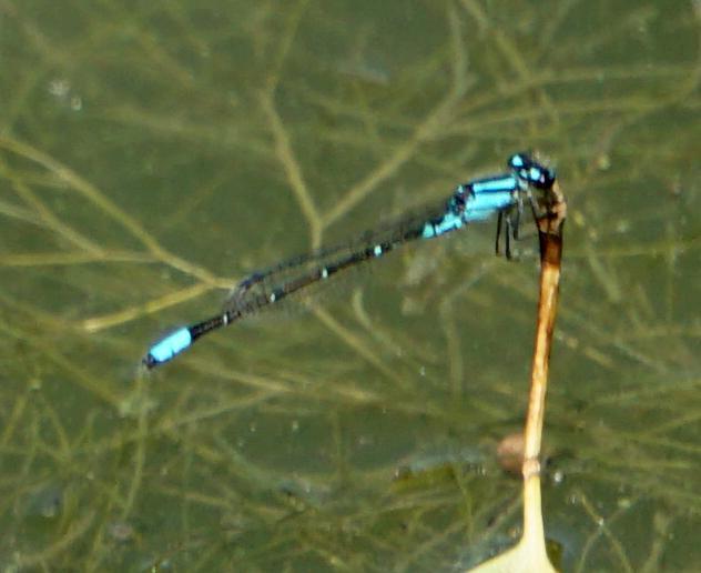 Photo of Skimming Bluet