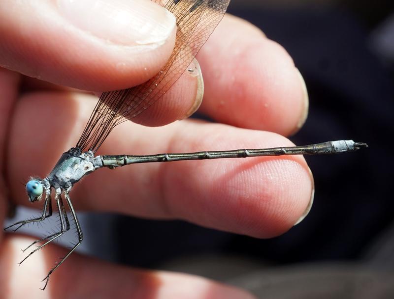 Photo of Amber-winged Spreadwing