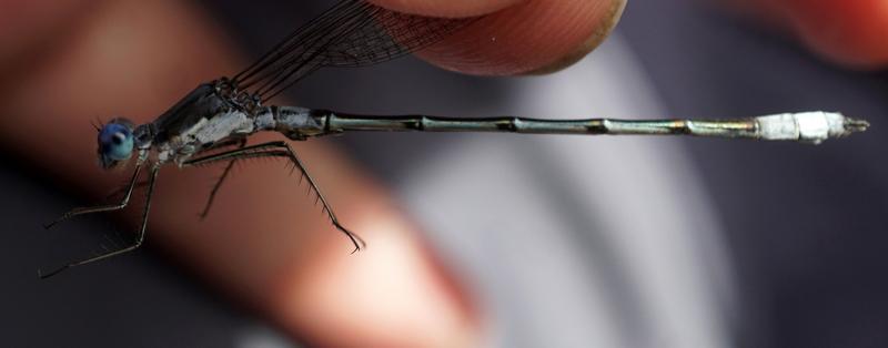 Photo of Sweetflag Spreadwing