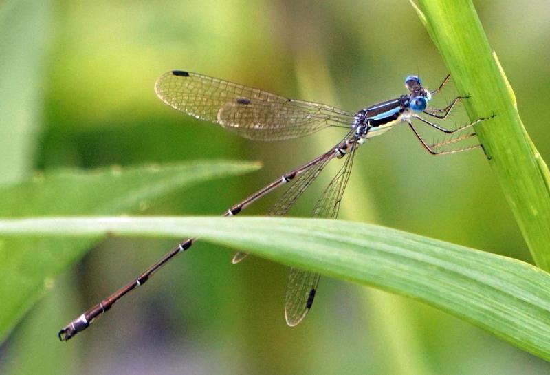 Photo of Slender Spreadwing