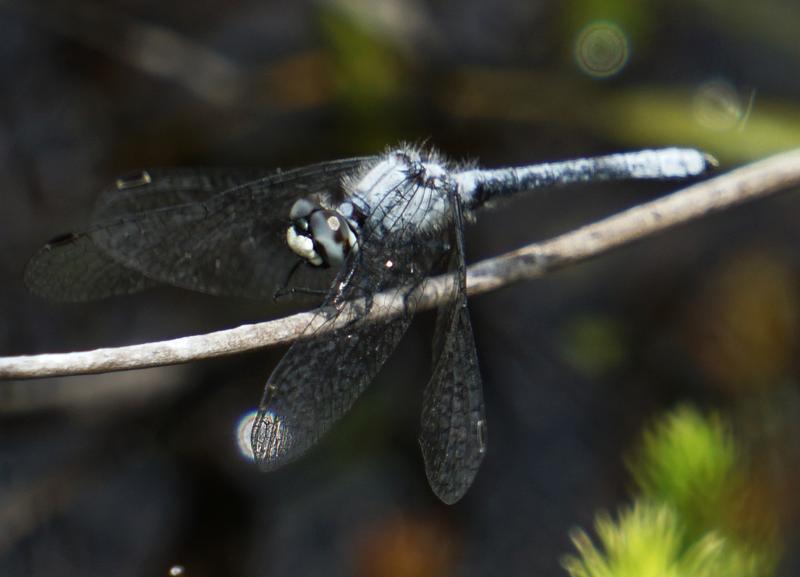 Photo of Elfin Skimmer